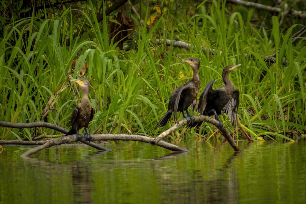 Lodge Heliconia Amazon River
